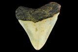 Bargain, 3.12" Fossil Megalodon Tooth - North Carolina - #131614-2
